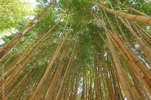 Bamboo Forest with Interesting Trunk Lines