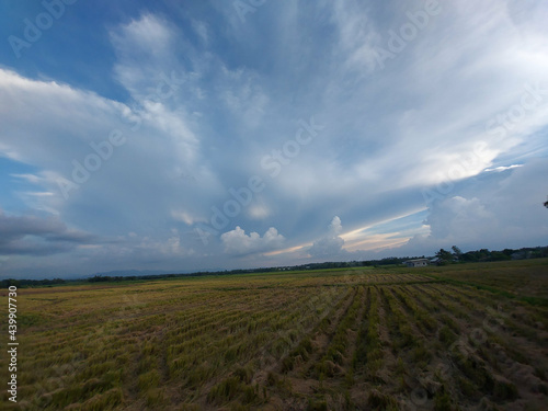 Beautiful scenery of rice paddy field under a cloudy sky in Nueva Ecija, Philippines photo
