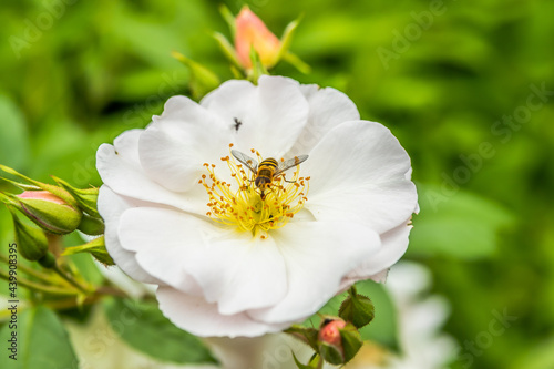 insecte sur une rose blanche