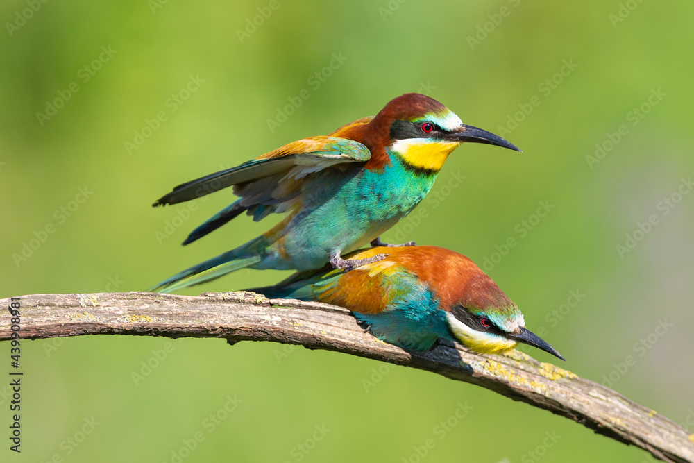 European bee eater couple breeding close up ornithology reproduction European bee eater couple breeding close up ornithology reproduction