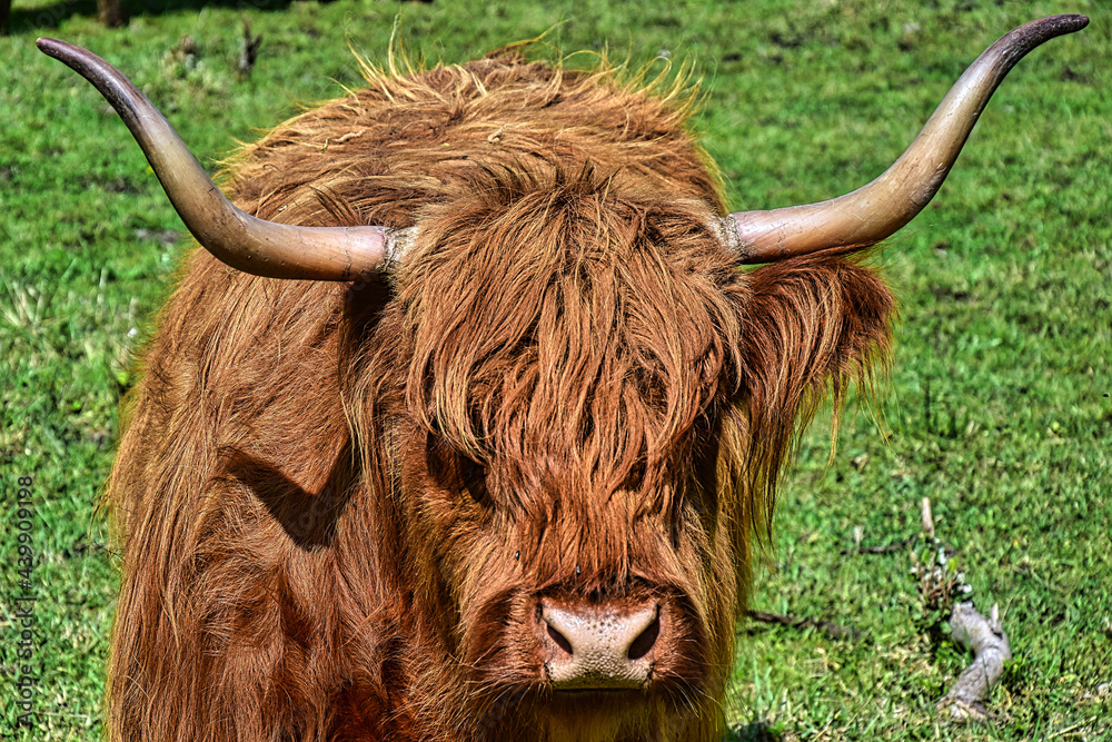 Schottisches highland Rind auf der Weide 