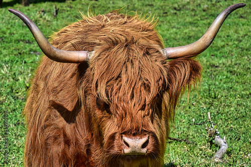 Schottisches highland Rind auf der Weide  © fred