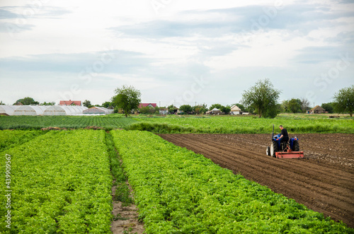 A farmer cultivates the soil on the site of an already harvested potato. Milling soil  crushing before cutting rows. Plowing field. Loosening surface  land cultivation. Farming  agriculture.