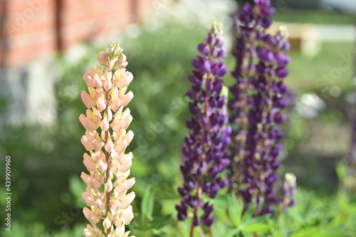 Lupin, or wolf bob lat. Lupinus is a genus of plants in the Legume family Fabaceae. It is represented by annual and perennial herbaceous plants, semi-shrubs, semi-shrubs, shrubs. photo