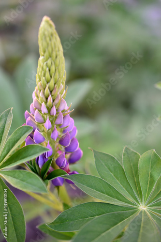 Lupin, or wolf bob lat. Lupinus is a genus of plants in the Legume family Fabaceae. It is represented by annual and perennial herbaceous plants, semi-shrubs, semi-shrubs, shrubs. photo