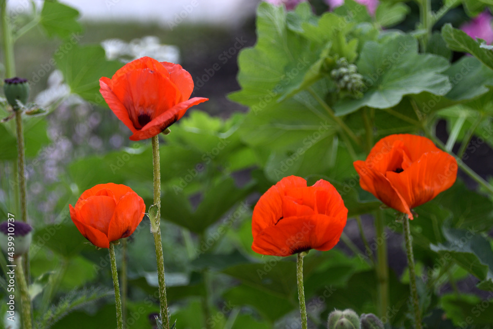 Naklejka premium Red poppy flowers in the summer garden with bokeh