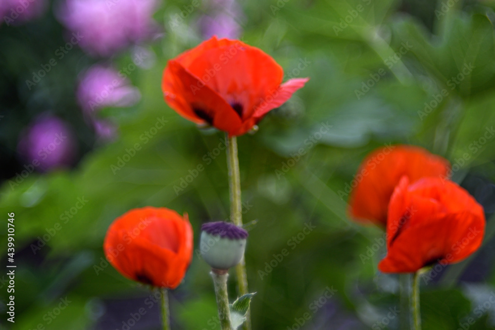 Fototapeta premium Red poppy flowers in the summer garden with bokeh