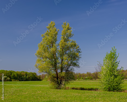 Blossoming green deciduous trees and meadow  landscape.