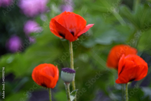 Red poppy flowers in the summer garden with bokeh