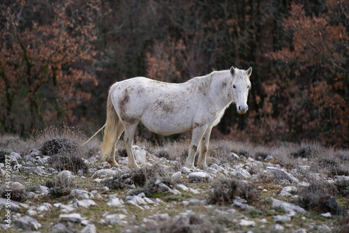 Wild horse at Monti Lucretili Regional Park, Italy