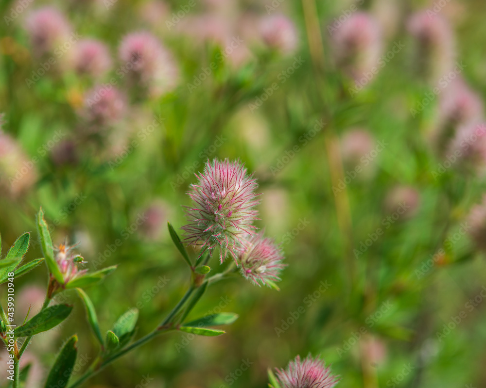 flowering plant sensitive plant mimosa in the meadow on a sunny day. flowering plant sensitive plant mimosa in the meadow on a sunny day.