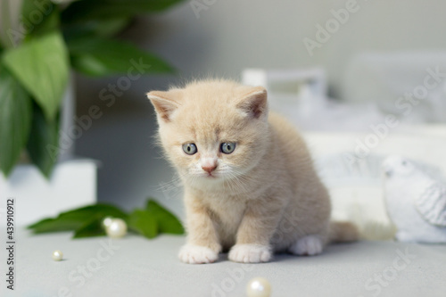 Wallpaper Mural Beautiful plush cream british kitten female cat on a light gray background. Sammer decor. Peonies flowers Torontodigital.ca