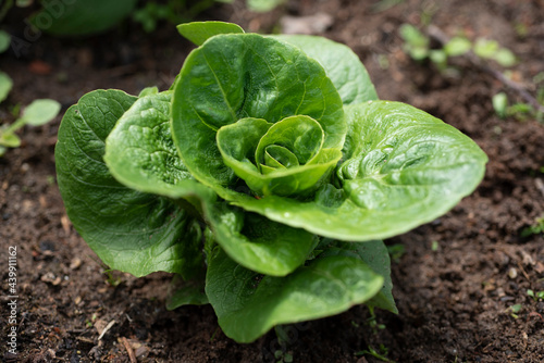 Lettuce Vailan Winter Gem