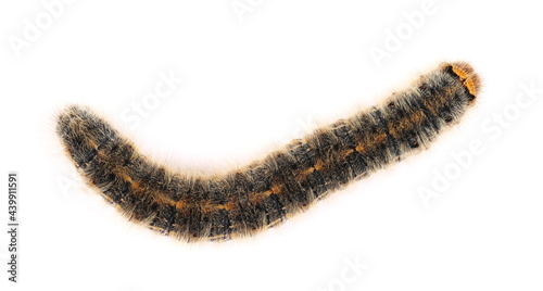 Orange black caterpillar isolated on white background, clipping path photo