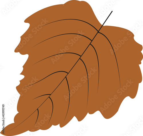 Autumn botany leaf from tree vector illustration
