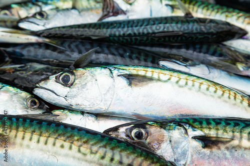 Heap of fresh raw mackerel close-up.