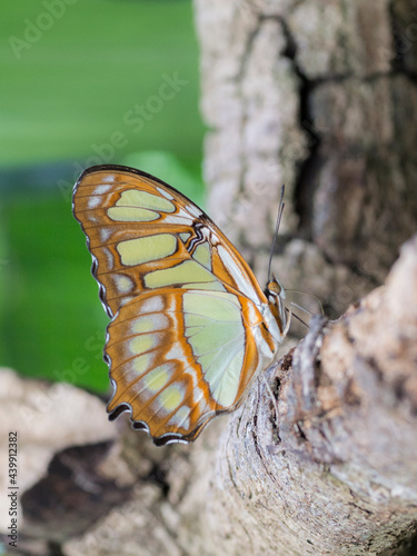 Emanuelle Diniz photo