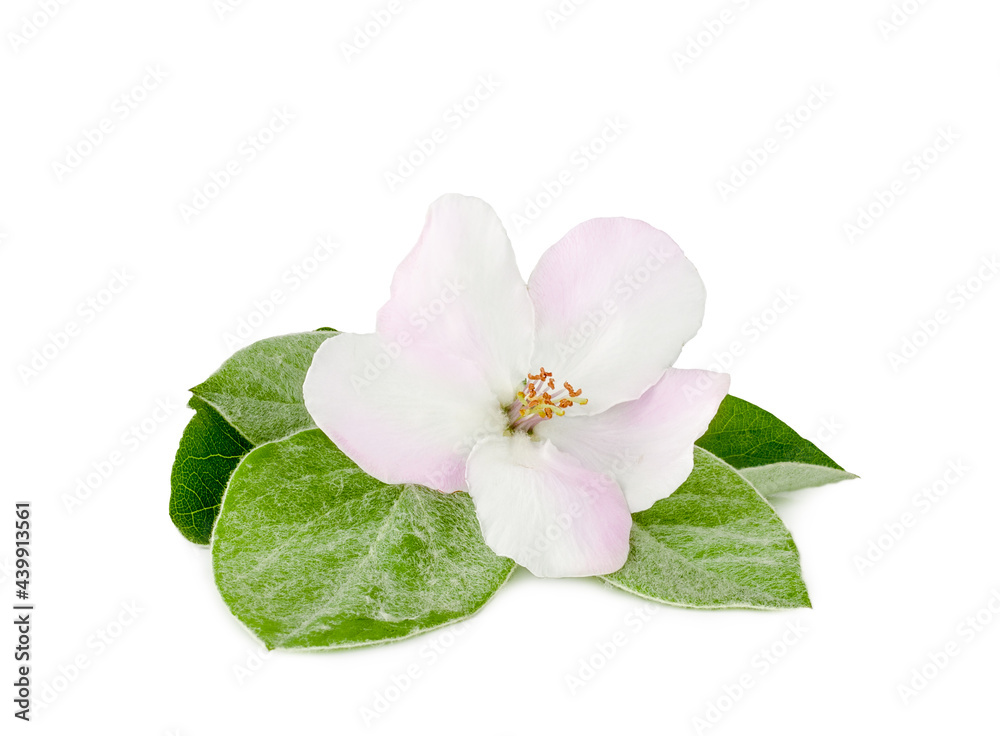 Quince flower isolated on a white background