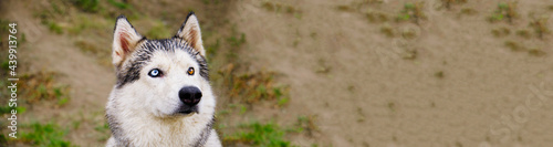 Husky dog portrait on background of green grass.Banner.