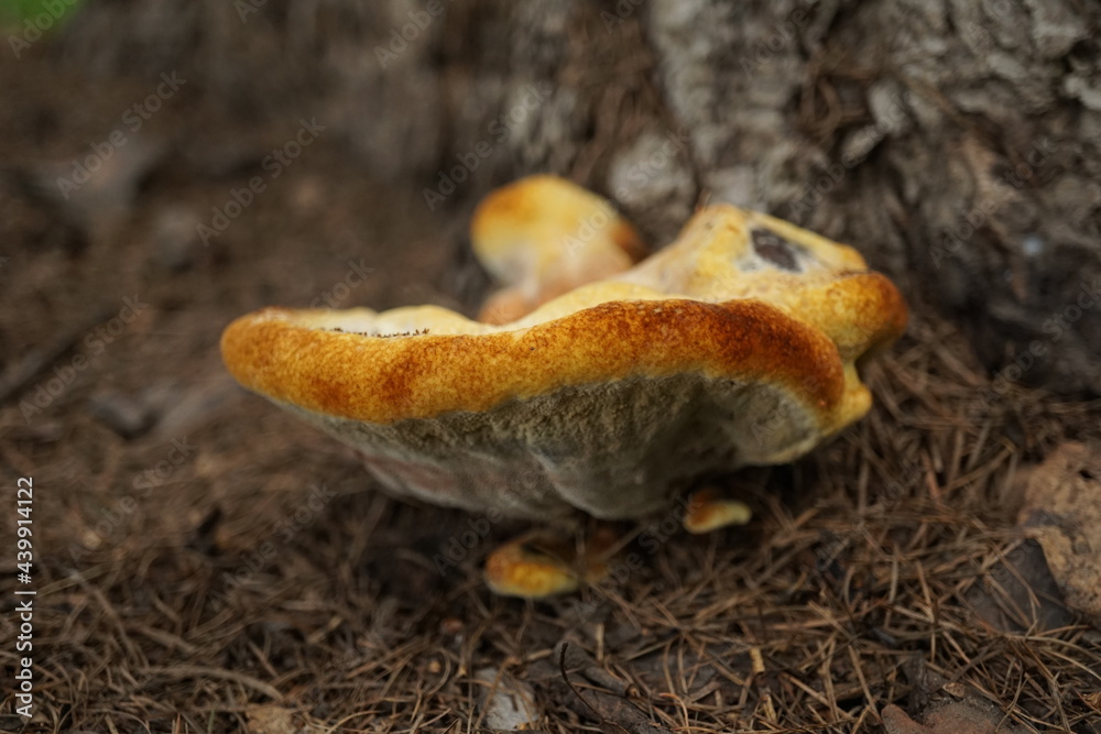 Obraz premium Brown mushroom by the tree