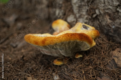 Brown mushroom by the tree