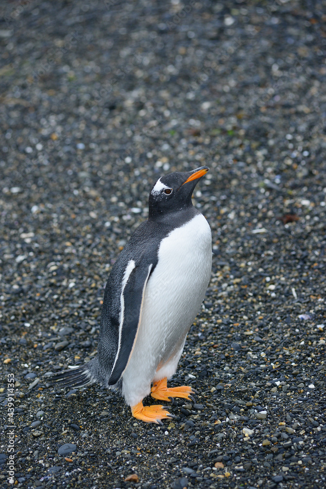 Fototapeta premium gentoo penguin
