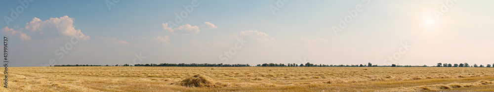 Panorama Beautiful dry stubble on the field against the sky