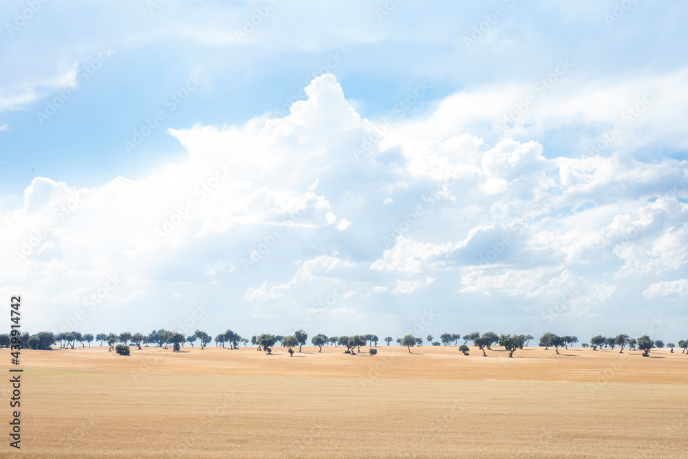 Obraz premium Tormenta de verano. Campo de trigo y encinas en verano.