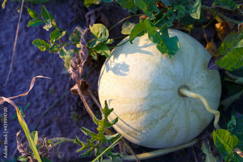 Watermelon plant in a vegetable garden. Close-up fresh watermelon growing in the sunlight in the vegetable garden