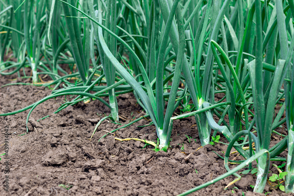 young, green onion grows in the garden young, green onion grows in the garden