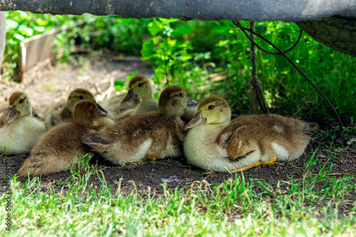 ducklings lie in the shade hiding from the sun © Nikolay