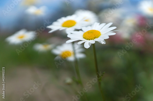 Summer chamomile flowers blooming in the meadow, against the background of the sky. © ostapenkonat
