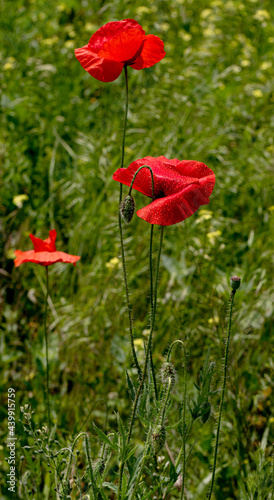 Flowers Red poppies bloom in a wild field. Beautiful field of red poppies with selective focus and color. Soft light. A glade of red poppies. Toning. Fashionable Creative Processing in Dark Low Key