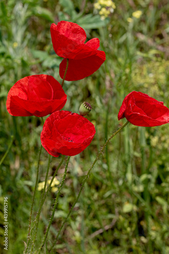 Flowers Red poppies bloom in a wild field. Beautiful field of red poppies with selective focus and color. Soft light. A glade of red poppies. Toning. Fashionable Creative Processing in Dark Low Key