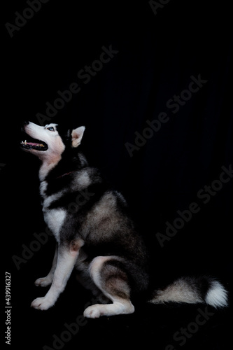 Husky dog ​​on black background