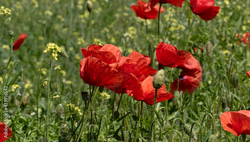 Flowers Red poppies bloom in a wild field. Beautiful field of red poppies with selective focus and color. Soft light. A glade of red poppies. Toning. Fashionable Creative Processing in Dark Low Key © Aleksandr Lesik