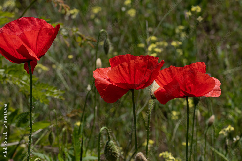 Flowers Red poppies bloom in a wild field. Beautiful field of red poppies with selective focus and color. Soft light. A glade of red poppies. Toning. Fashionable Creative Processing in Dark Low Key Flowers Red poppies bloom in a wild field. Beautiful field of red poppies with selective focus and color. Soft light. A glade of red poppies. Toning. Fashionable Creative Processing in Dark Low Key