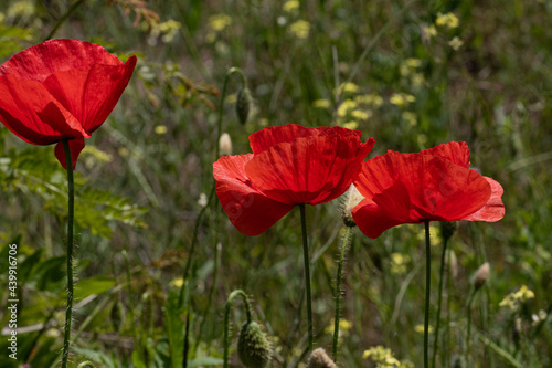 Flowers Red poppies bloom in a wild field. Beautiful field of red poppies with selective focus and color. Soft light. A glade of red poppies. Toning. Fashionable Creative Processing in Dark Low Key