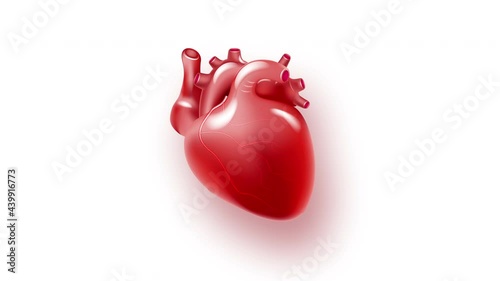 Human Circulatory System Heart Beat Anatomy Animation Concept