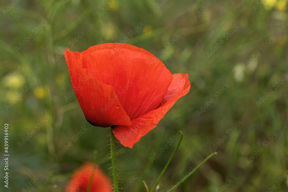 Flowers Red poppies bloom in a wild field. Beautiful field of red poppies with selective focus and color. Soft light. A glade of red poppies. Toning. Fashionable Creative Processing in Dark Low Key Flowers Red poppies bloom in a wild field. Beautiful field of red poppies with selective focus and color. Soft light. A glade of red poppies. Toning. Fashionable Creative Processing in Dark Low Key