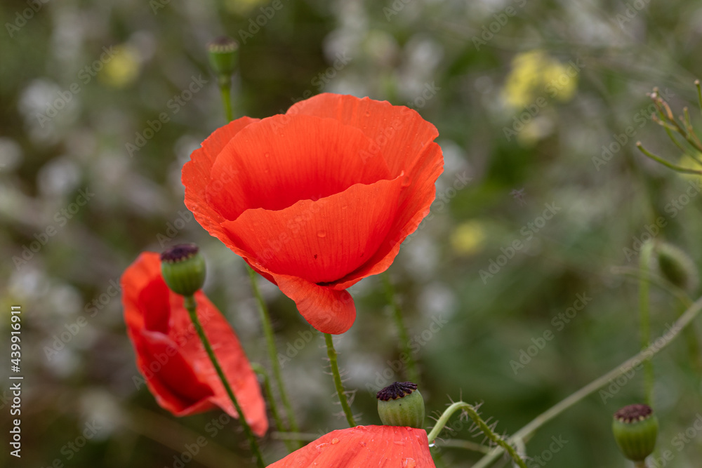 Flowers Red poppies bloom in a wild field. Beautiful field of red poppies with selective focus and color. Soft light. A glade of red poppies. Toning. Fashionable Creative Processing in Dark Low Key Flowers Red poppies bloom in a wild field. Beautiful field of red poppies with selective focus and color. Soft light. A glade of red poppies. Toning. Fashionable Creative Processing in Dark Low Key