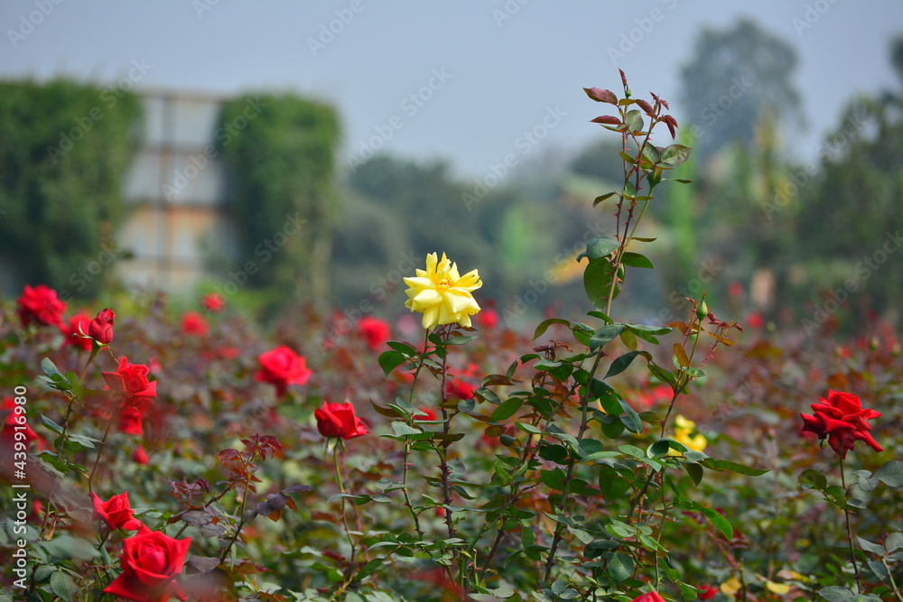 yellow rose flower blooming in roses garden on background red roses flowers