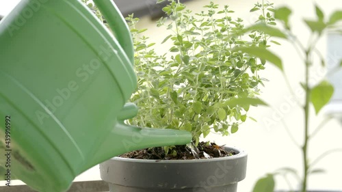 Person watering an oregano herb planted into a pot on the balcony