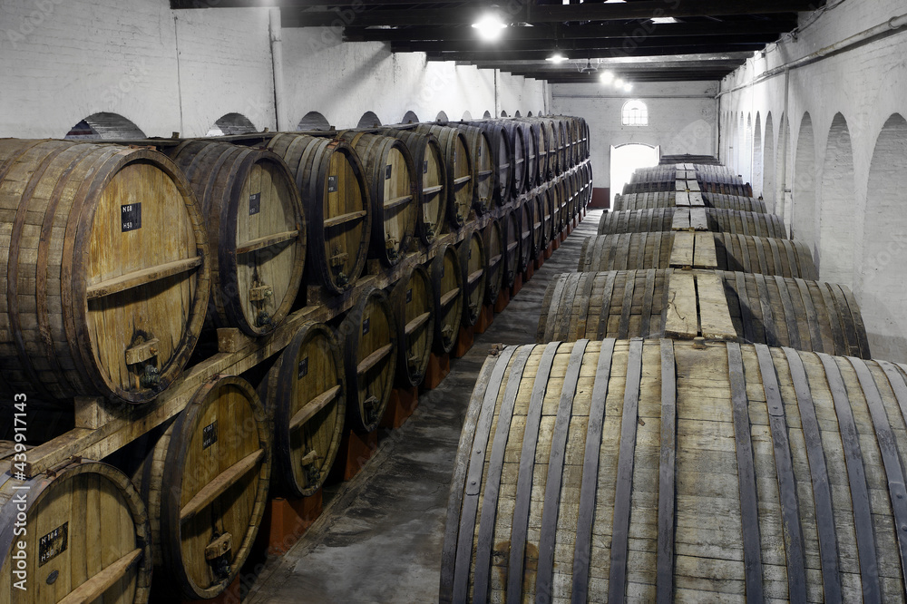 Vineyard and wooden barrels