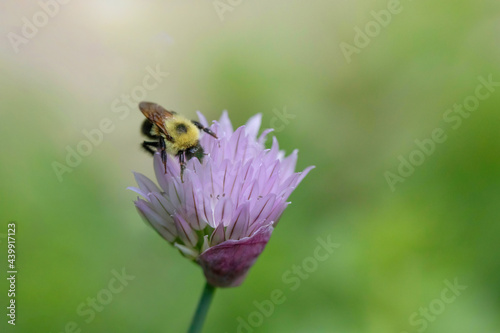 Bumble Bee on a Chive Blossom