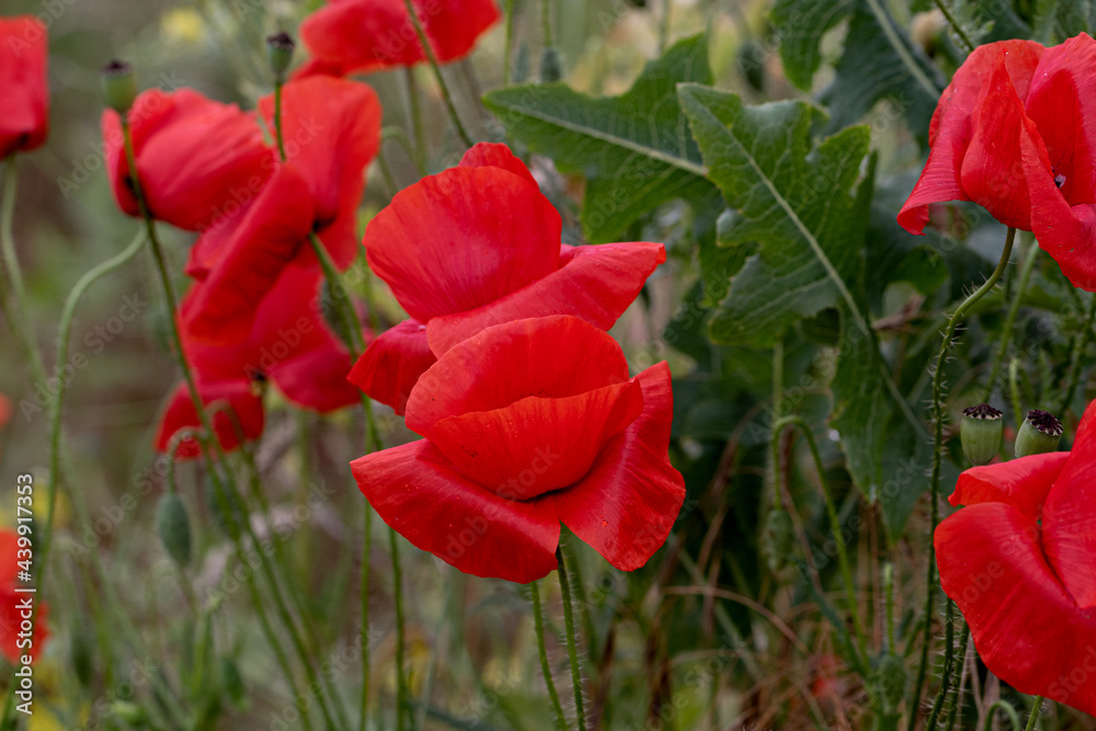Flowers Red poppies bloom in a wild field. Beautiful field of red poppies with selective focus and color. Soft light. A glade of red poppies. Toning. Fashionable Creative Processing in Dark Low Key Flowers Red poppies bloom in a wild field. Beautiful field of red poppies with selective focus and color. Soft light. A glade of red poppies. Toning. Fashionable Creative Processing in Dark Low Key