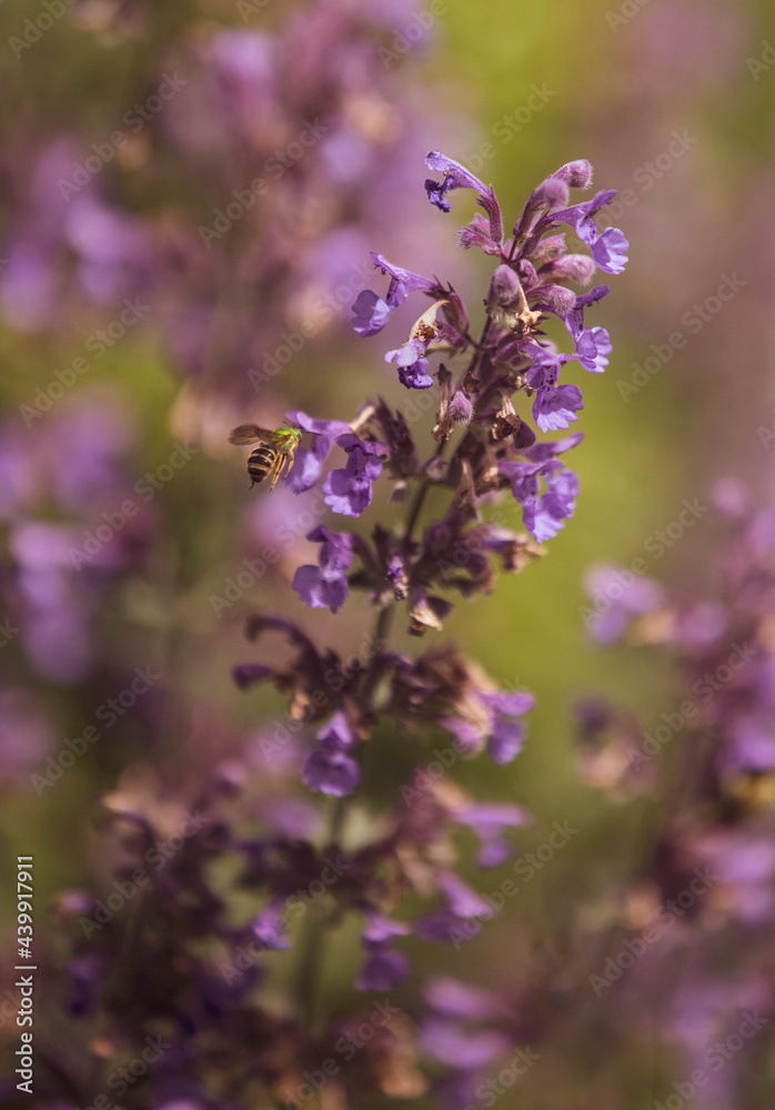 Green Sweat Bee on a Catmint Flower Green Sweat Bee on a Catmint Flower