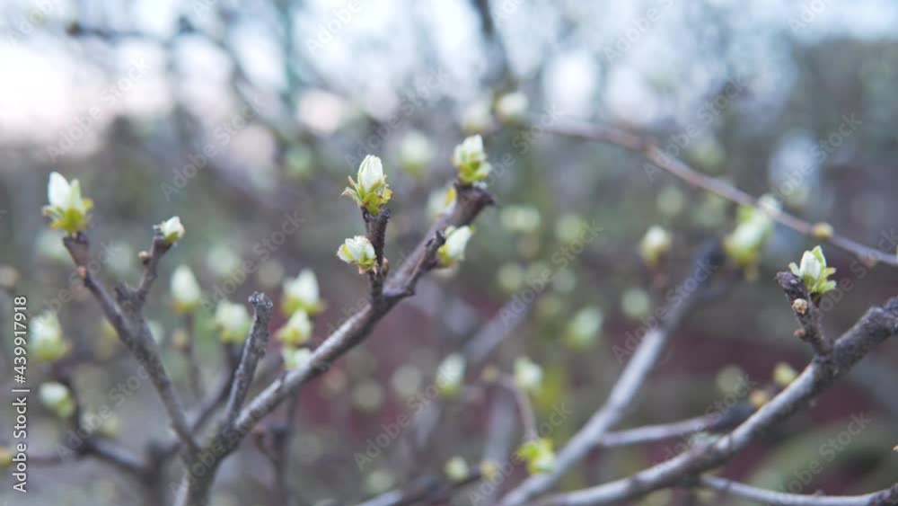 early spring, flowers bloom on the apple tree in the spring, buds swell, apple blossom early spring, flowers bloom on the apple tree in the spring, buds swell, apple blossom