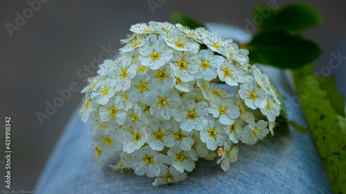 piękny bukiet białych kwiatów 