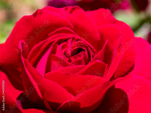 view of a blooming red rose in the park